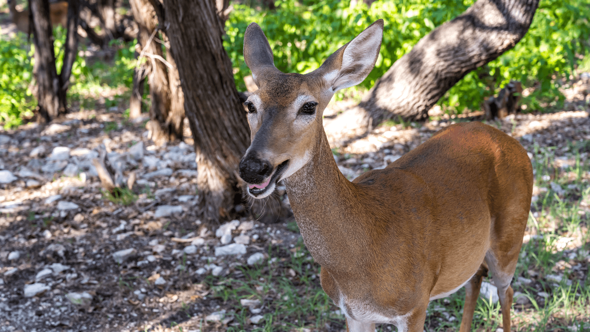 A deer stands in a wooded area, looking towards the camera.
