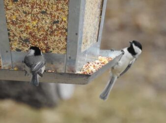 Gray and Black birds on the bird feeder