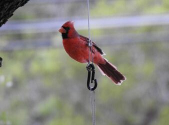 Male Cardinal perched on a feeder cable