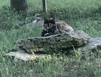 Pepper the kitty posing on a rock in the yard
