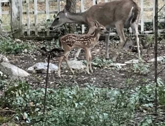 Alice the deer with baby fawn, Biscuit 2018