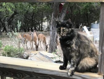 Pepper the cat photobombing the picture of deer