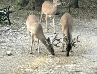 3 bucks wirh antlers eating deer corn in back yard
